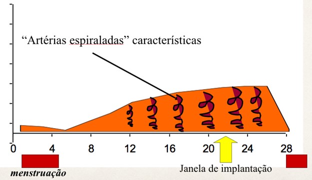 JANELA DE IMPLANTAÇÃO