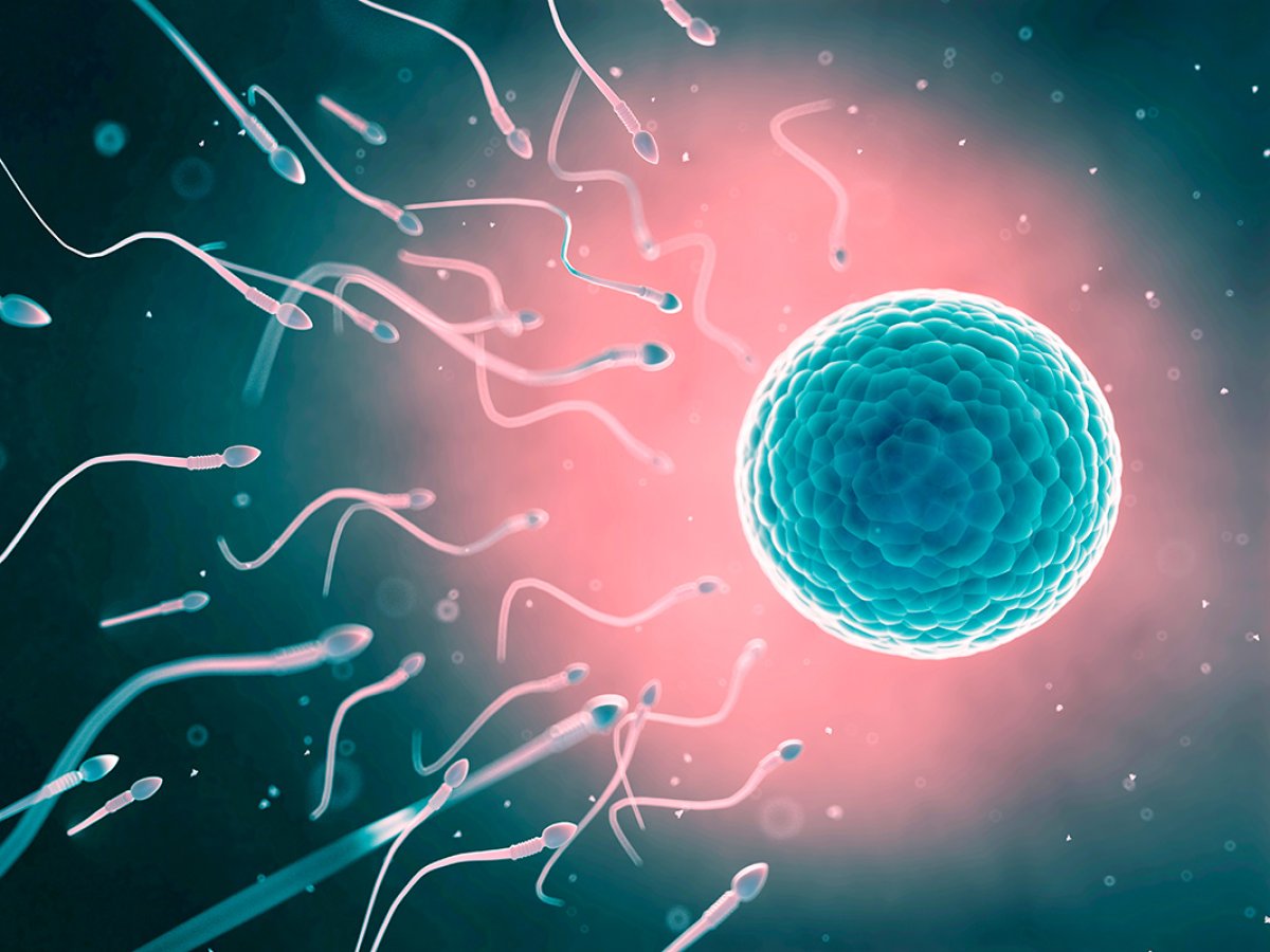Chances de sucesso de engravidar na primeira tentativa de fertilização in vitro